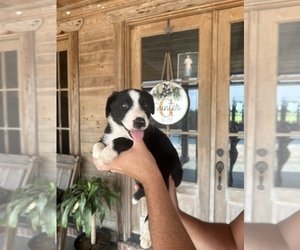 Border Collie Puppy for sale in SULPHUR, LA, USA
