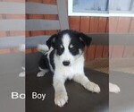 Puppy 1 Pomsky