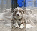 Small #2 Australian Shepherd