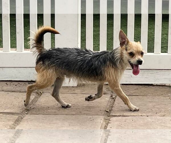 Medium Photo #6 Mutt Puppy For Sale in La Verne, CA, USA