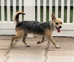 Small #5 Mutt