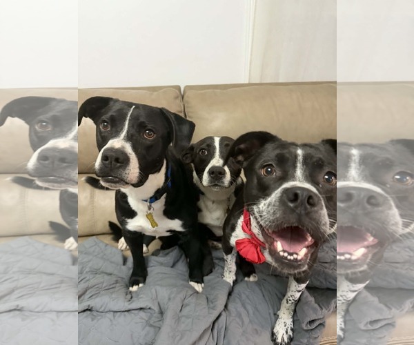 Medium Photo #5 Mutt Puppy For Sale in Sandy, UT, USA