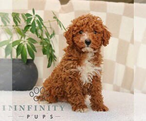 Goldendoodle (Miniature) Puppy for sale in NARVON, PA, USA