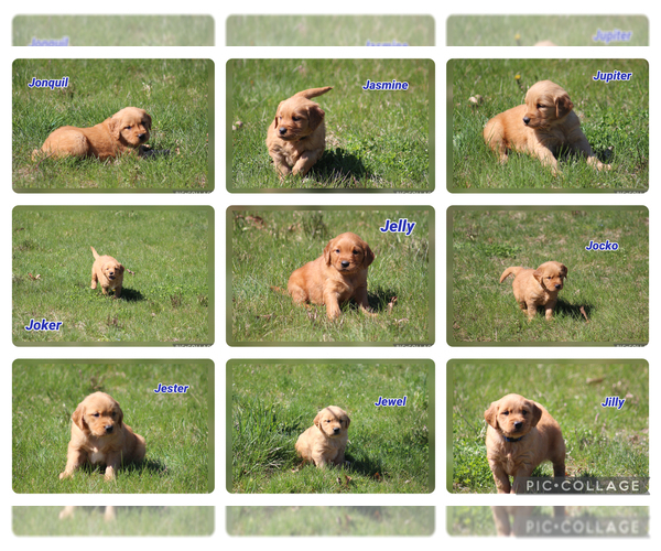 Medium Photo #1 Golden Retriever Puppy For Sale in MIDDLEBURG, PA, USA