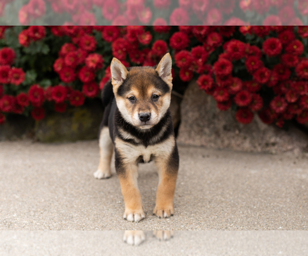 Medium Photo #4 Shiba Inu Puppy For Sale in MILLERSBURG, IN, USA