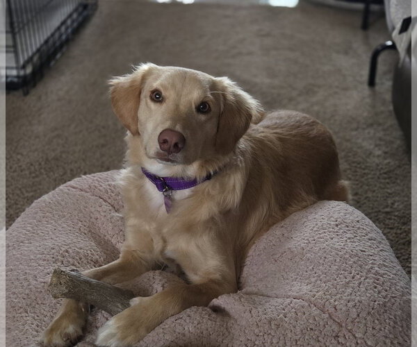 Medium Photo #12 Golden Labrador Puppy For Sale in Minneapolis, MN, USA