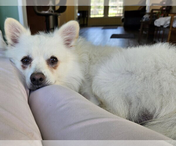 Medium Photo #3 American Eskimo Dog Puppy For Sale in Pikesville, MD, USA