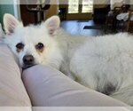 Small #2 American Eskimo Dog