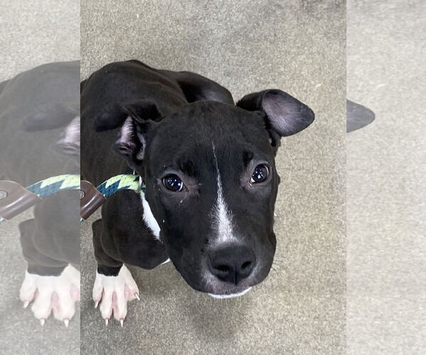 Medium Photo #3 American Pit Bull Terrier Puppy For Sale in Alexandria, VA, USA