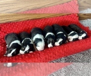Australian Shepherd Puppy for sale in LODA, IL, USA