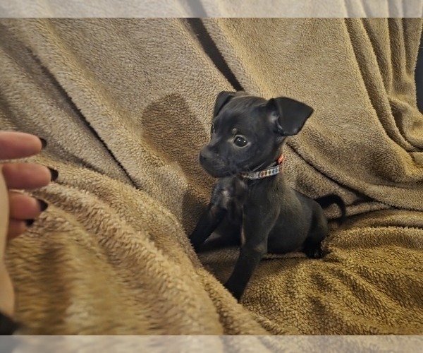 Medium Photo #3 Muggin Puppy For Sale in HILLSDALE, MI, USA