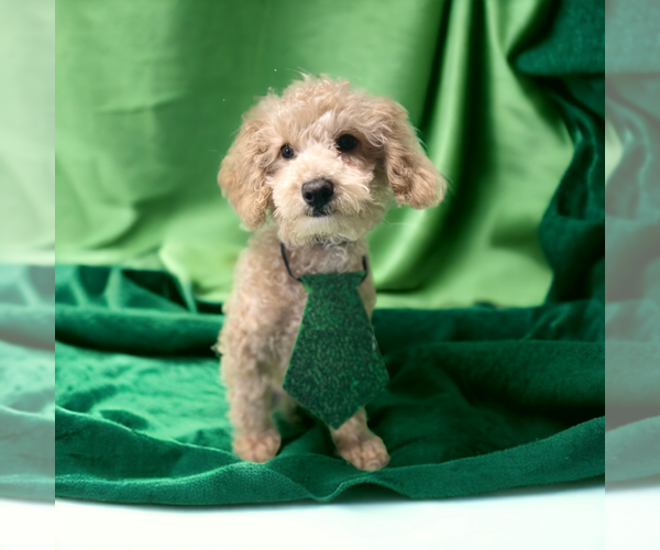 Medium Photo #1 Poodle (Miniature) Puppy For Sale in DUNDEE, OH, USA