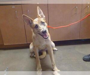 Mutt Dogs for adoption in Sacramento, CA, USA