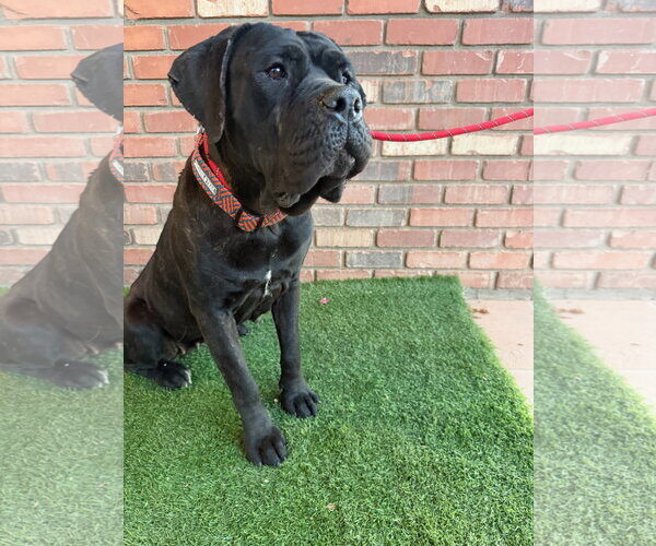 Medium Photo #3 Mutt Puppy For Sale in Goodyear, AZ, USA