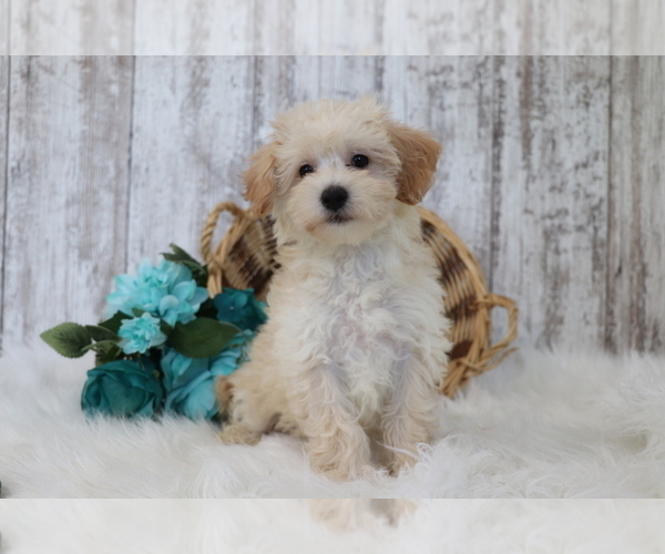 Medium Photo #3 Maltipoo Puppy For Sale in SHILOH, OH, USA