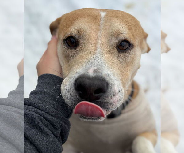 Medium Photo #4 Mutt Puppy For Sale in Jefferson, WI, USA