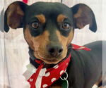 Small #4 Miniature Pinscher