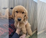 Puppy Gray Golden Retriever