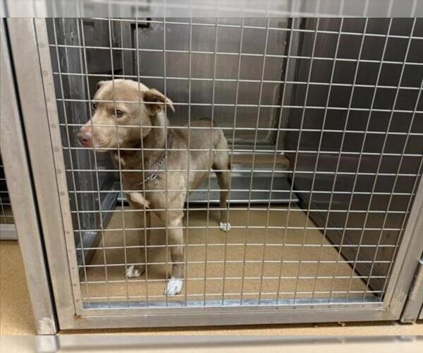 Medium Photo #1 Mutt Puppy For Sale in Martinez, CA, USA