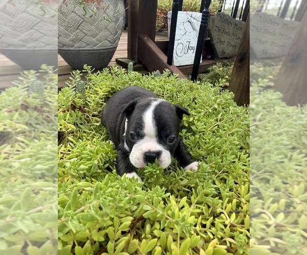 Medium Photo #34 Boston Terrier Puppy For Sale in FREDONIA, KS, USA