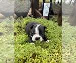 Small #9 Boston Terrier