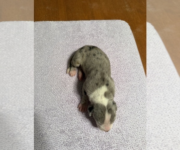 Medium Photo #9 Great Dane Puppy For Sale in RANSOMVILLE, NY, USA