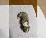Small #8 Great Dane