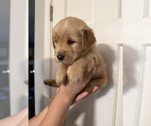 Medium Photo #8 Golden Retriever Puppy For Sale in PANA, IL, USA