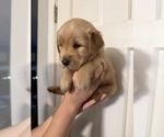 Small #7 Golden Retriever