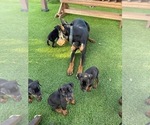 Small Photo #7 Doberman Pinscher Puppy For Sale in LUTZ, FL, USA