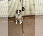 Small #1 Shetland Sheepdog