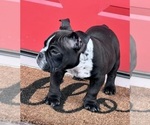 Small Photo #2 American Bully Puppy For Sale in FLOSSMOOR, IL, USA