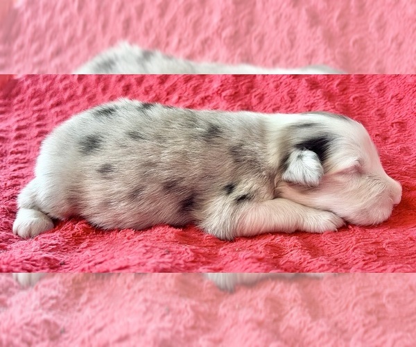Medium Photo #7 Australian Shepherd Puppy For Sale in LODA, IL, USA