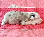Small #6 Australian Shepherd