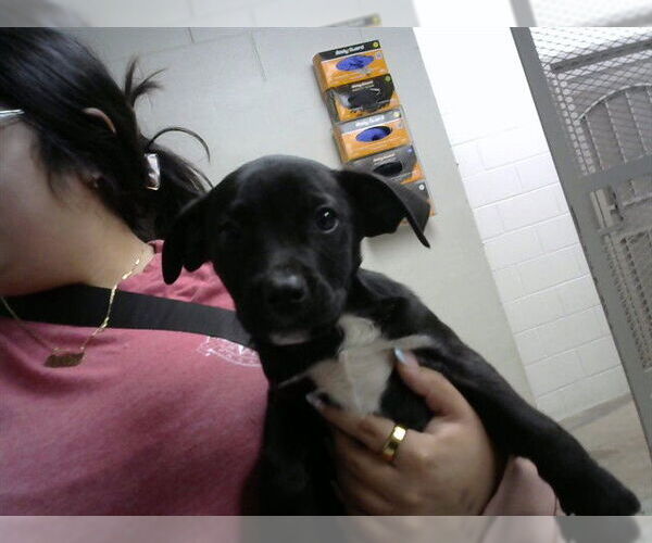 Medium Photo #1 Labrador Retriever-Unknown Mix Puppy For Sale in Pasadena, TX, USA