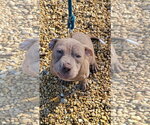 Petal - Female American Pit Bull Terrier-Bulldog Mix Dog for Adoption - Small photo