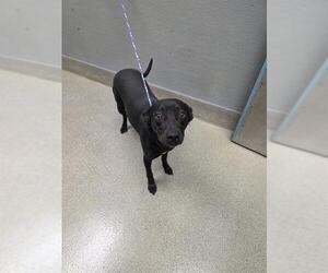 Labrador Retriever-Unknown Mix Dogs for adoption in Las Vegas, NV, USA
