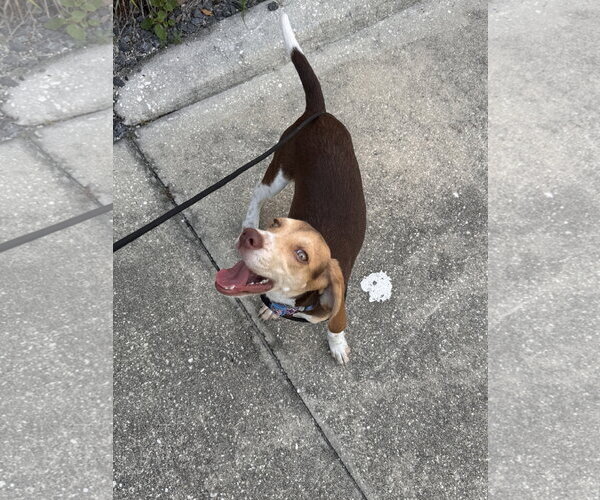 Medium Photo #4 Beagle Puppy For Sale in Sanford, FL, USA