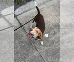 Small #3 Beagle