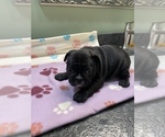 Small Photo #2 French Bulldog Puppy For Sale in MADISON, OH, USA
