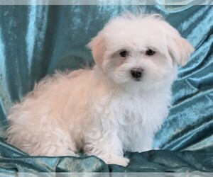 Maltese Puppy for Sale in ROCK VALLEY, Iowa USA