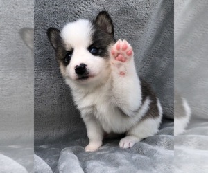 Pomsky Puppy for sale in SAVOY, MA, USA