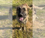 Small Anatolian Shepherd Mix