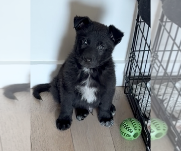 Medium Photo #3 German Shepherd Dog-Unknown Mix Puppy For Sale in Brooklyn, NY, USA