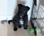 Small #2 German Shepherd Dog Mix