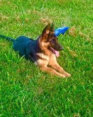German Shepherd Dog Puppy for sale in DUNDEE, FL, USA