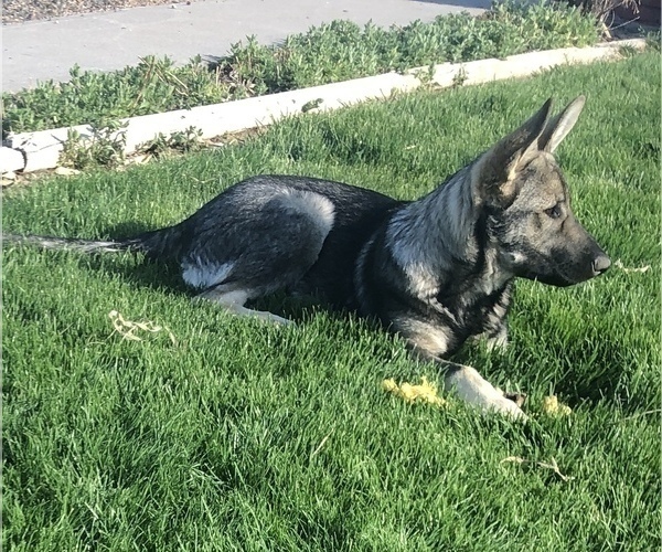 Medium Photo #1 German Shepherd Dog Puppy For Sale in BRIGHTON, CO, USA
