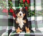 Small Photo #3 Bernese Mountain Dog Puppy For Sale in NEW HOLLAND, PA, USA