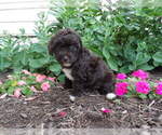 Small Photo #10 Maltipoo Puppy For Sale in SUGARCREEK, OH, USA