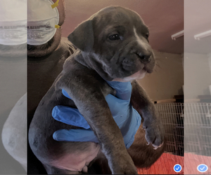 American Bully Dog for Adoption in WALLINGFORD, Connecticut USA
